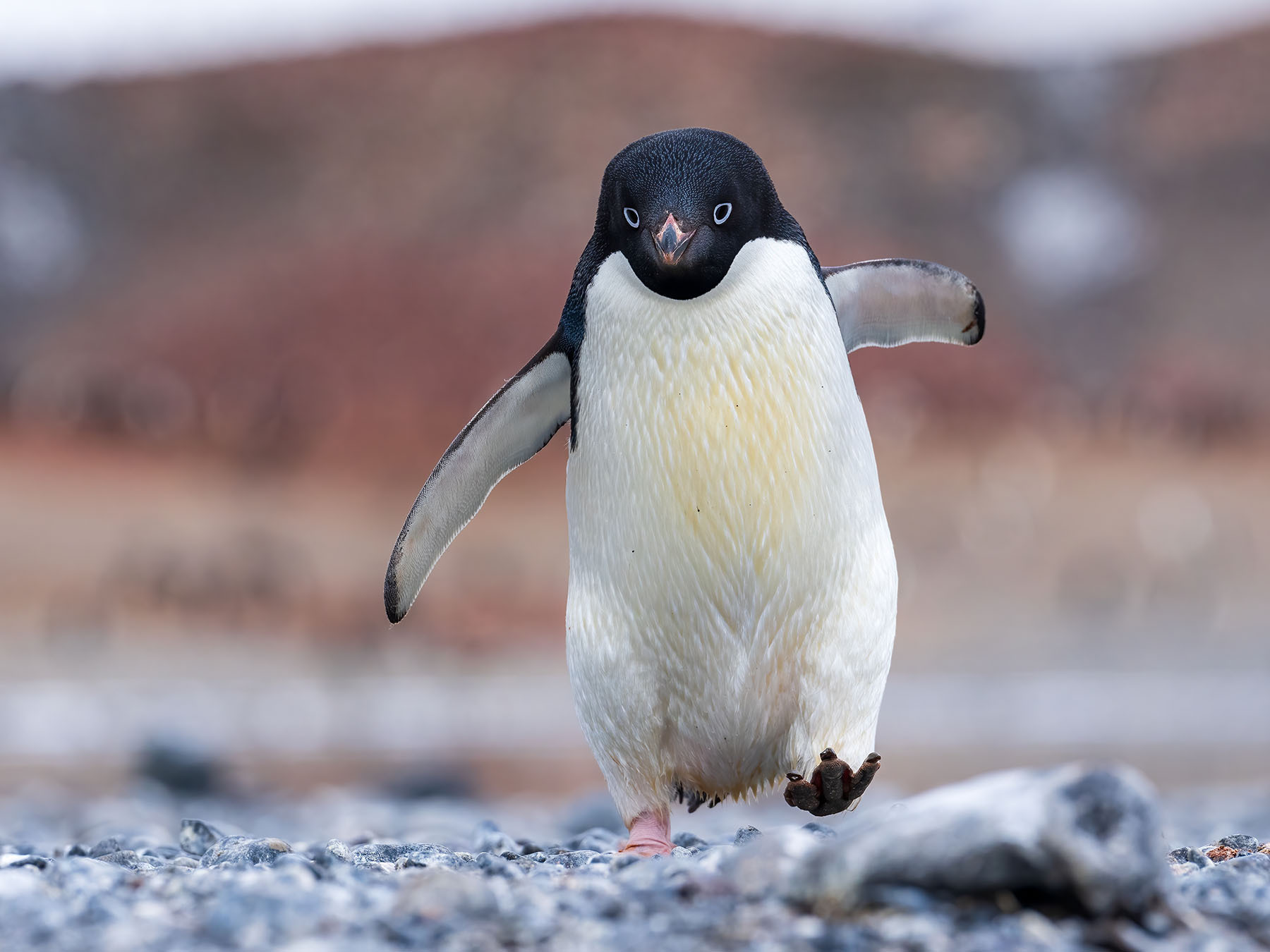 Adélie Penguin | Birdfact