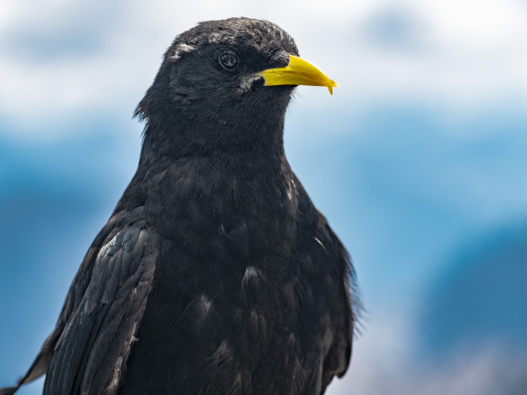 Alpine Chough | Birdfact