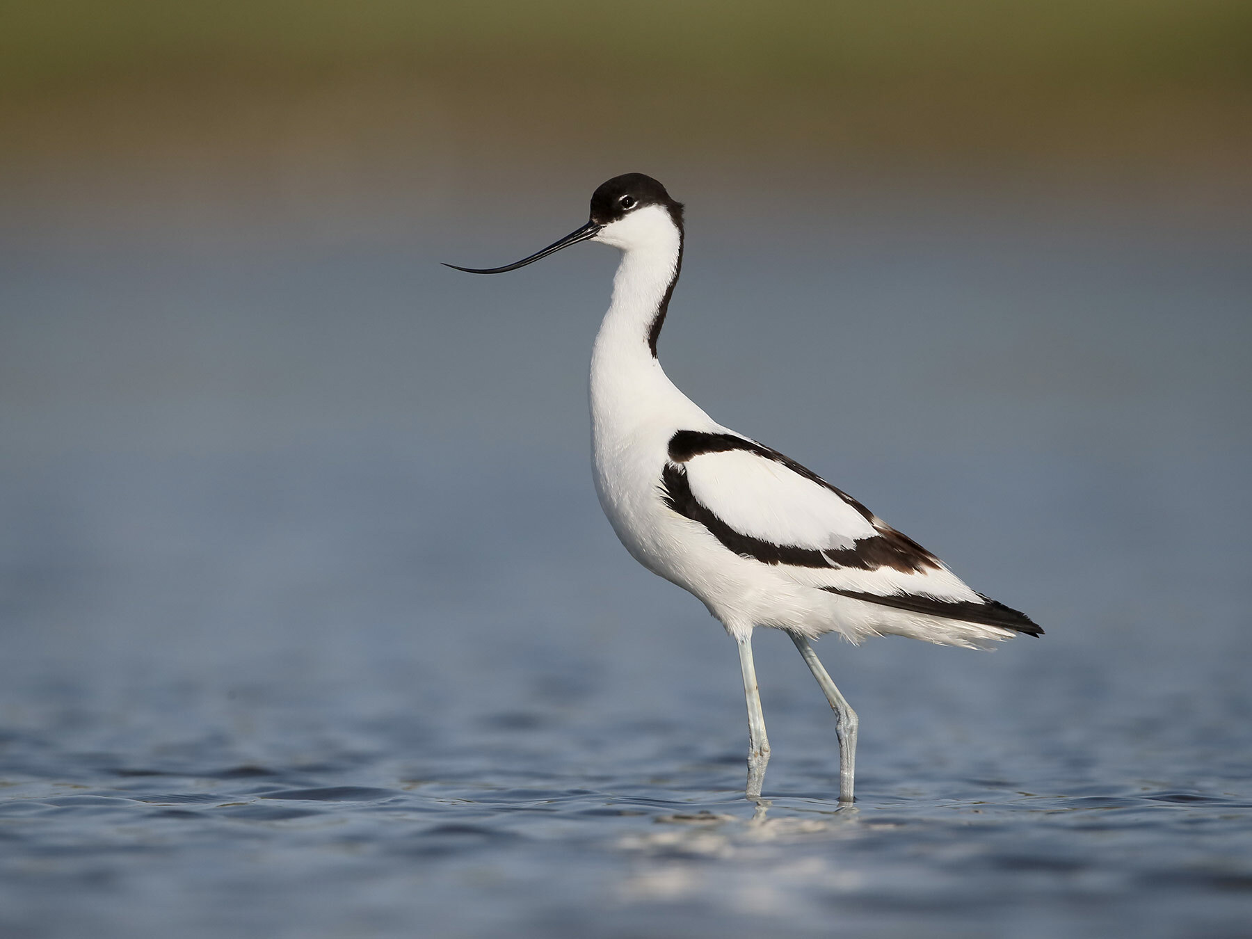 avocet_2021-03-06-231645.jpg