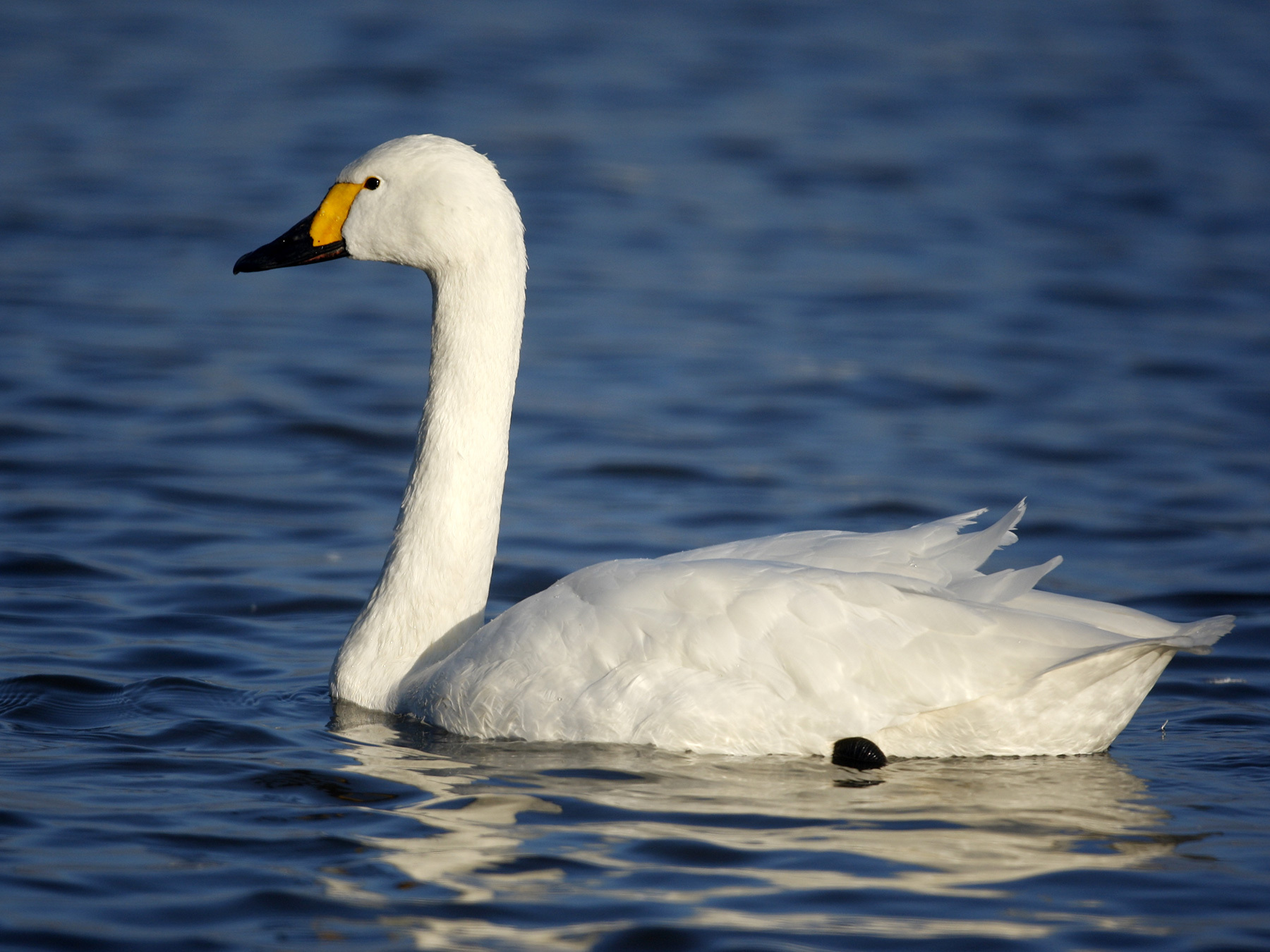 Tundra Swan | Birdfact