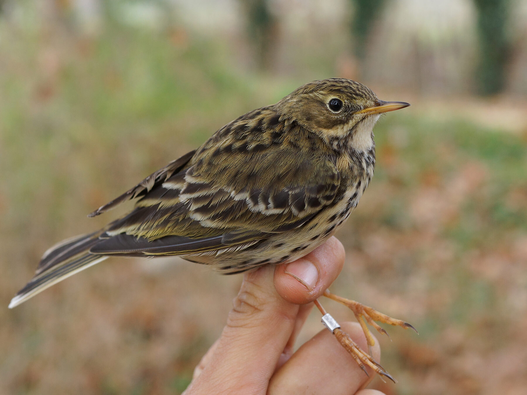 Bird Ringing and Banding: A Complete Guide | Birdfact