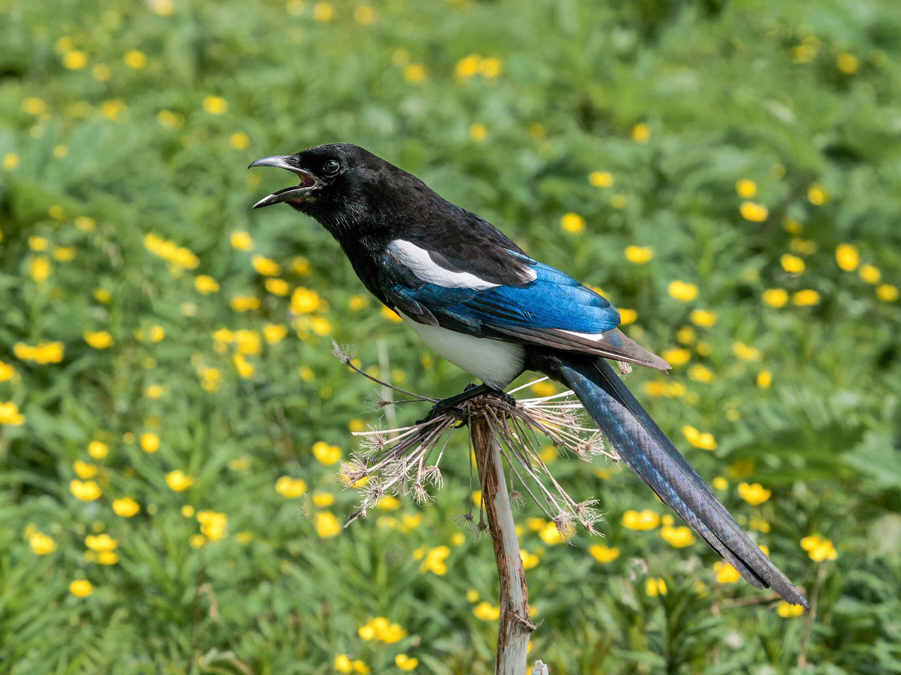 Eurasian Magpie Call