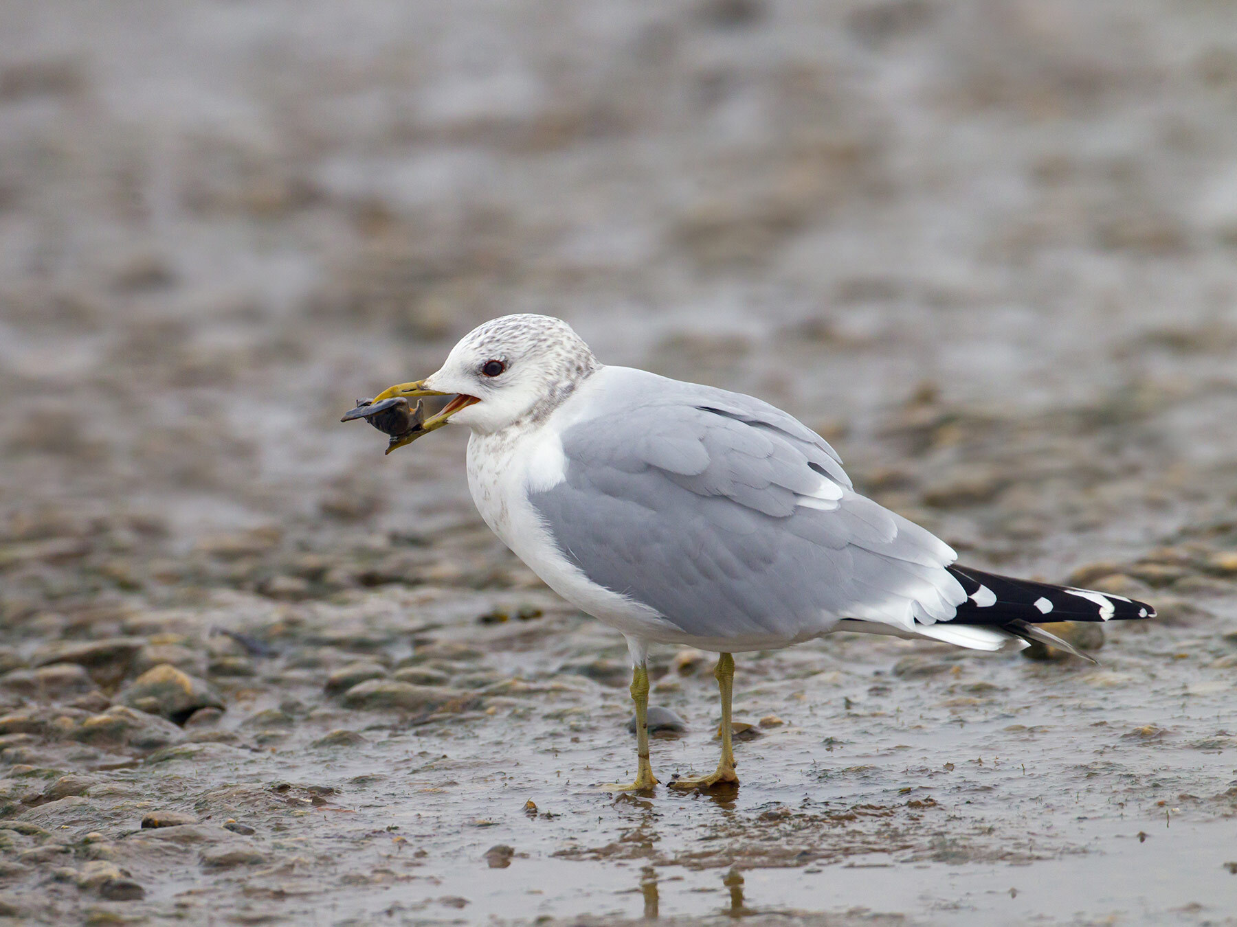 common-gull-feeding.jpg