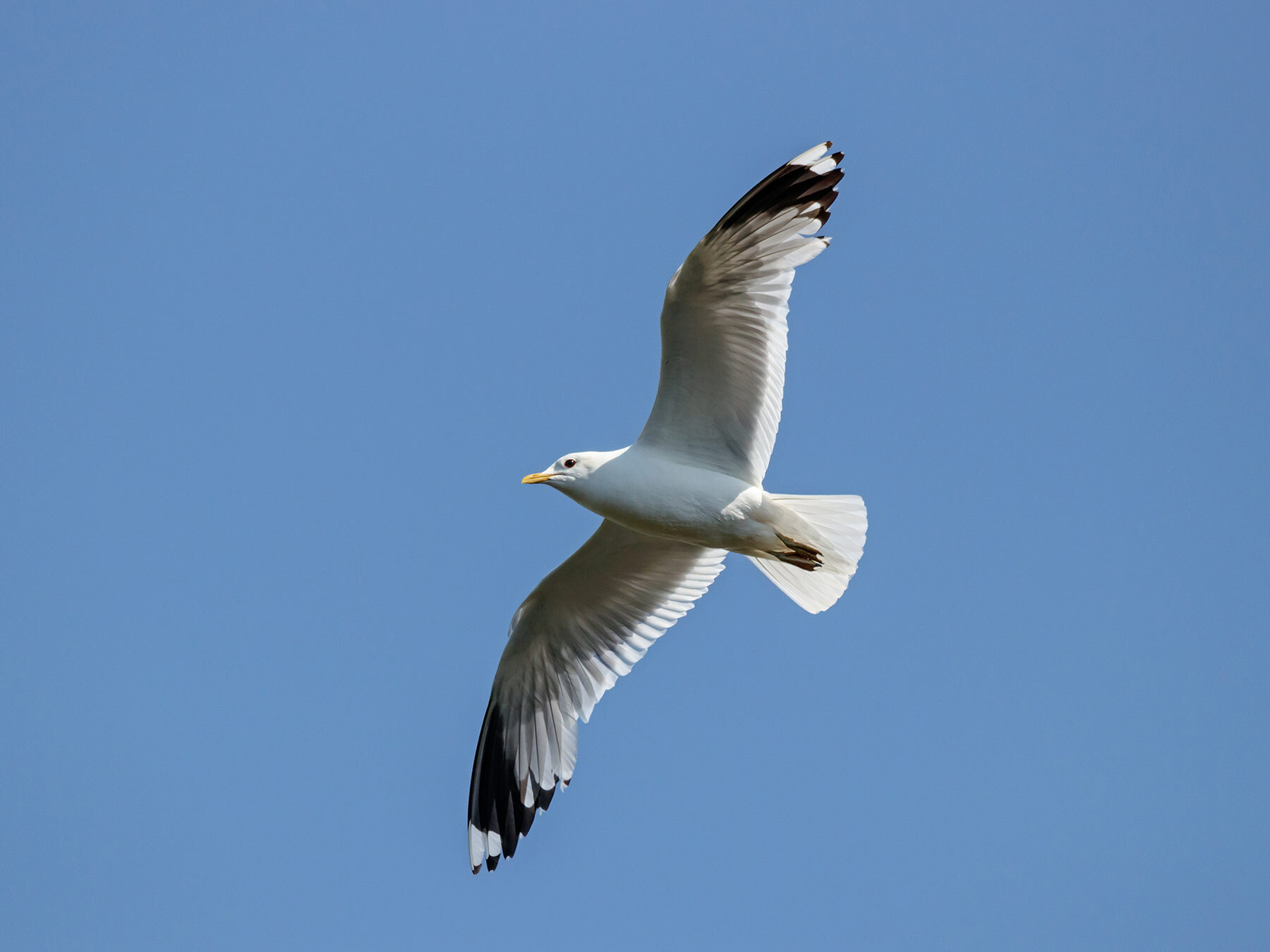 common-gull-in-flight.jpg