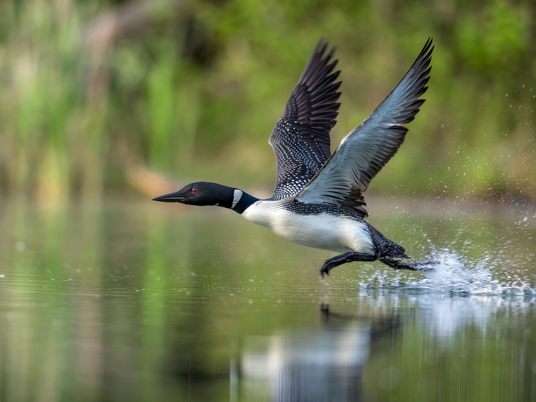 Loon Flying From Above