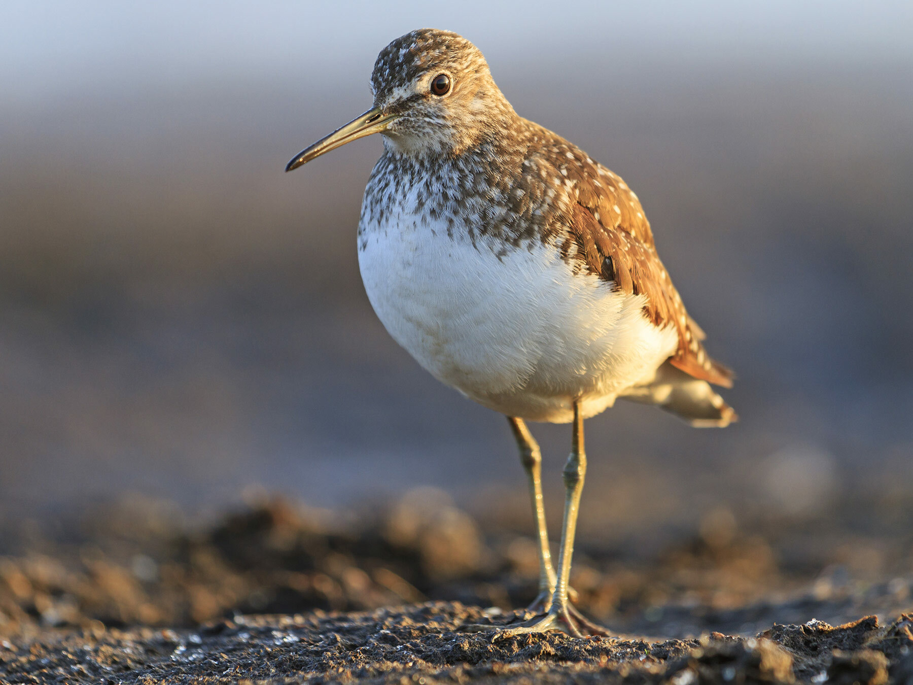 Common Sandpiper | Birdfact