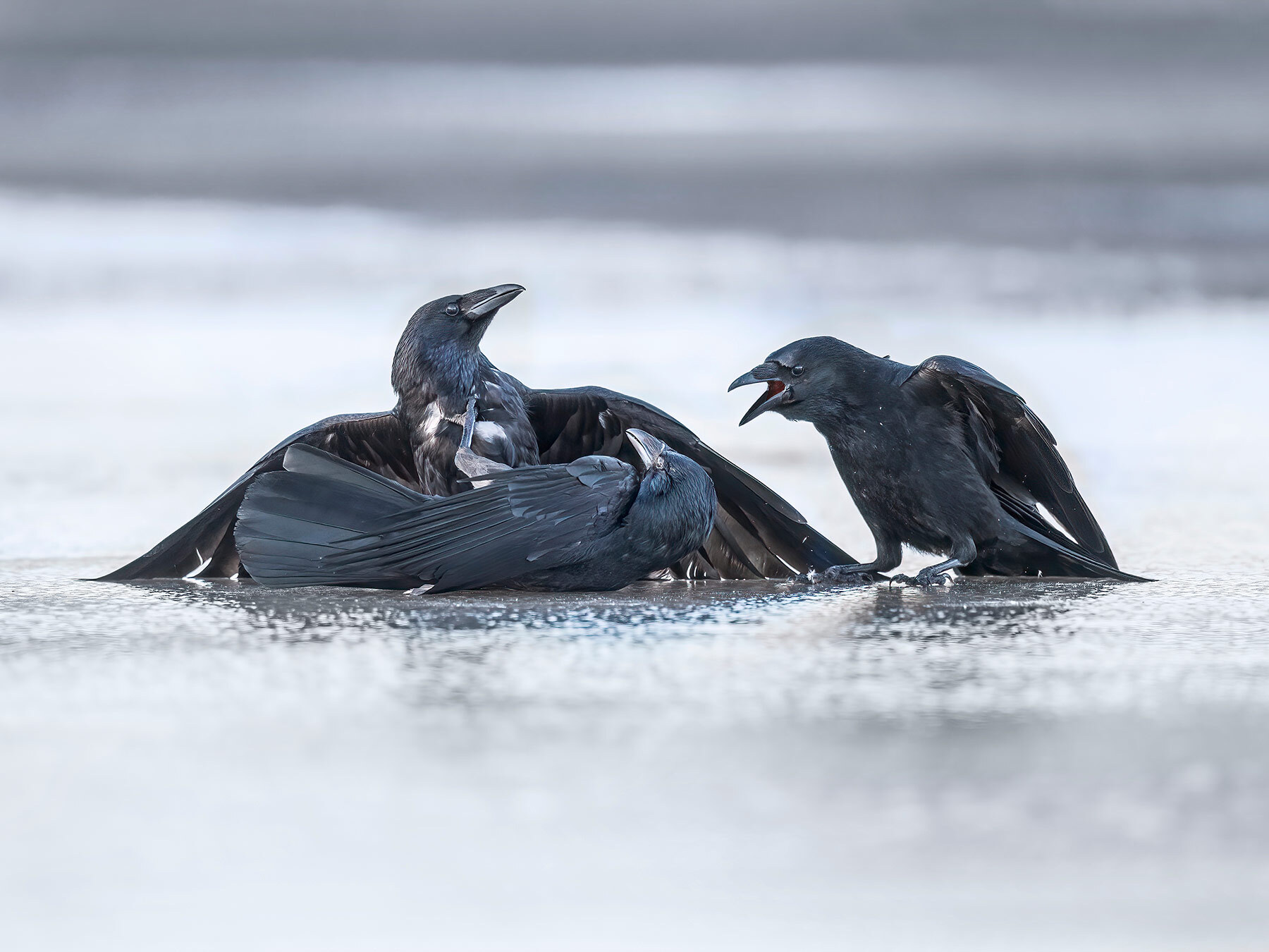 Will Crows Attack Dogs