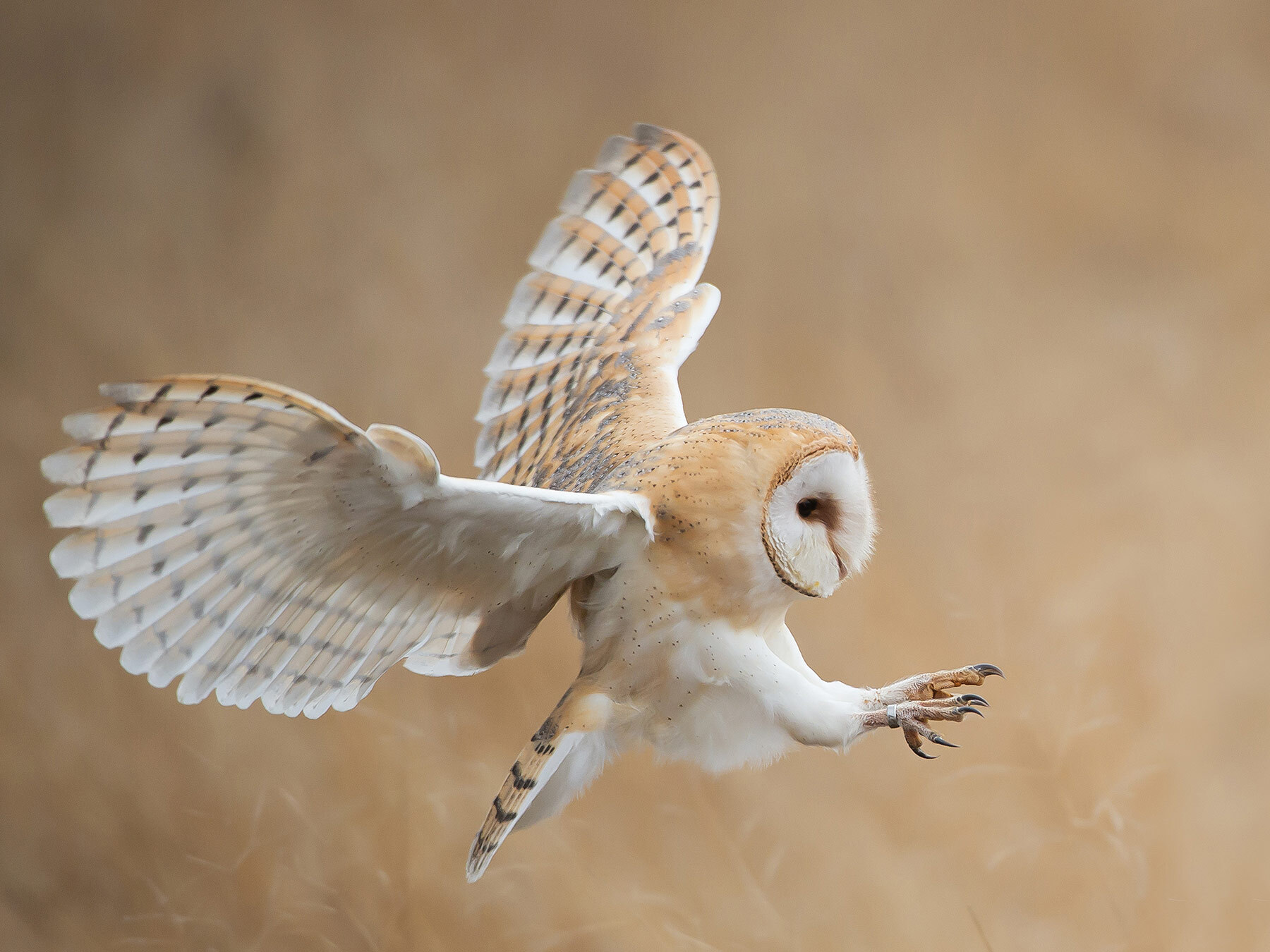 Do Owls Eat Rabbits? | Birdfact