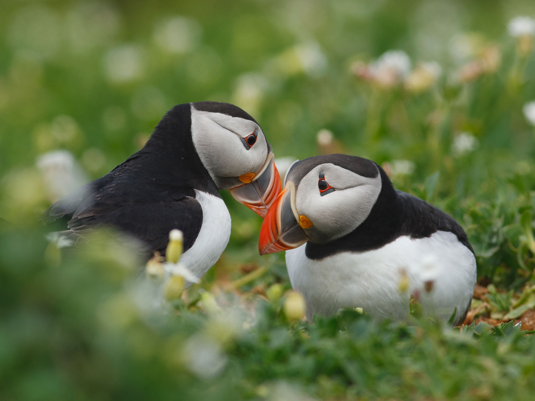 Do Puffins Mate For Life? (Behavior, Courtship + FAQs) | Birdfact