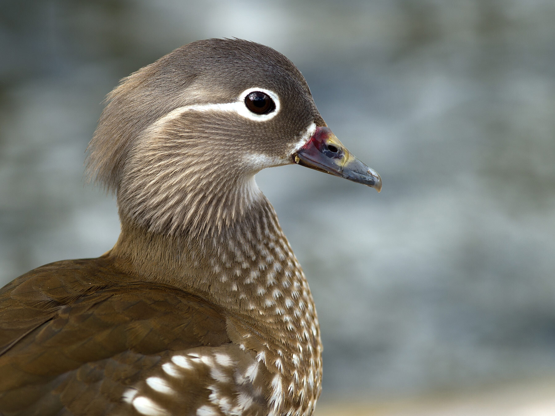 Female Mandarin Ducks (Identification Guide) | Birdfact Female Mandarin Ducks (Identification Guide) | Birdfact
