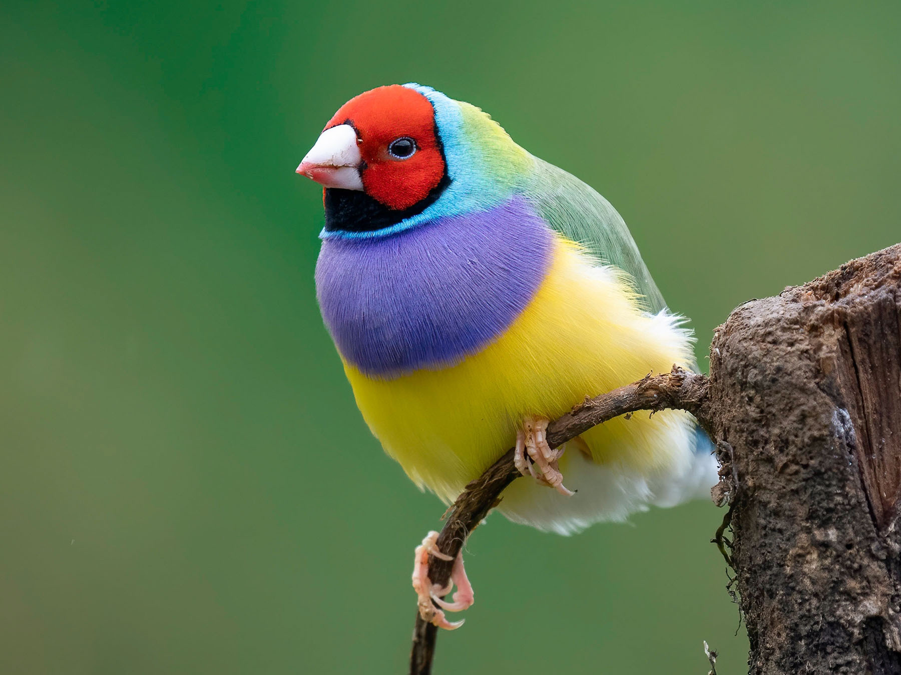 Gouldian Finch | Birdfact