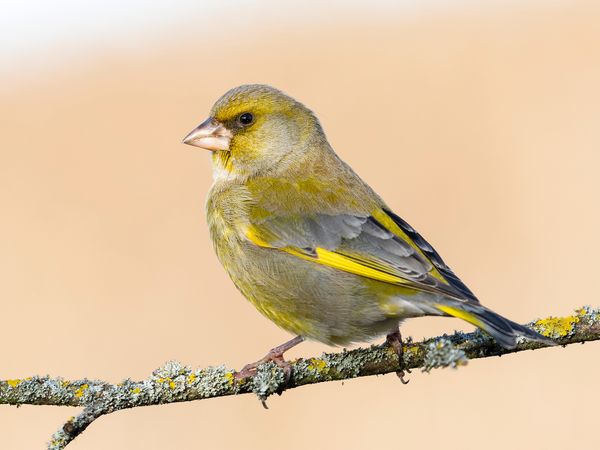 Greenfinch
