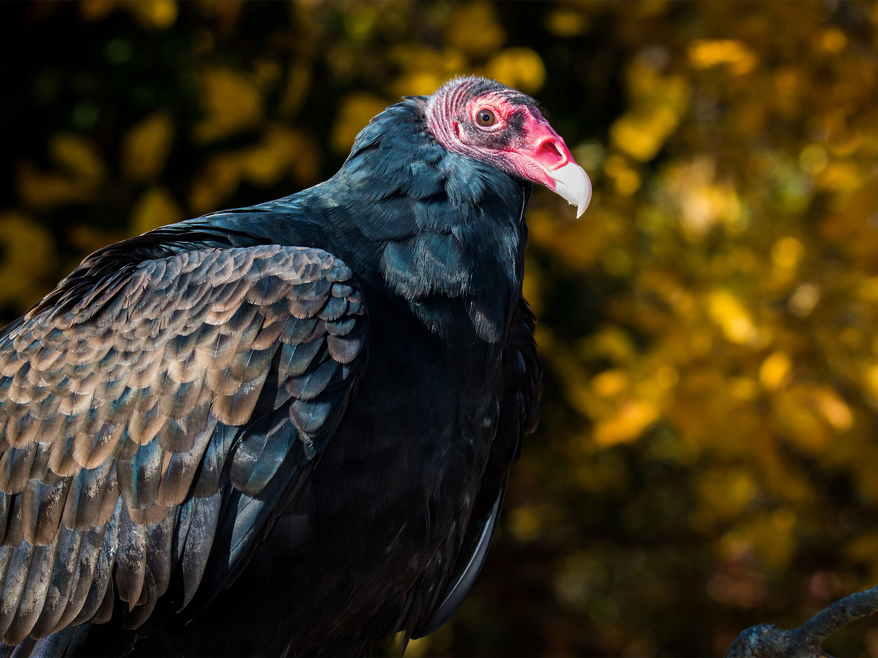 How Long Does A Vulture Live