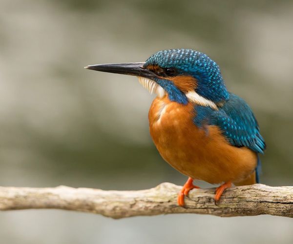Kingfisher perched on a branch