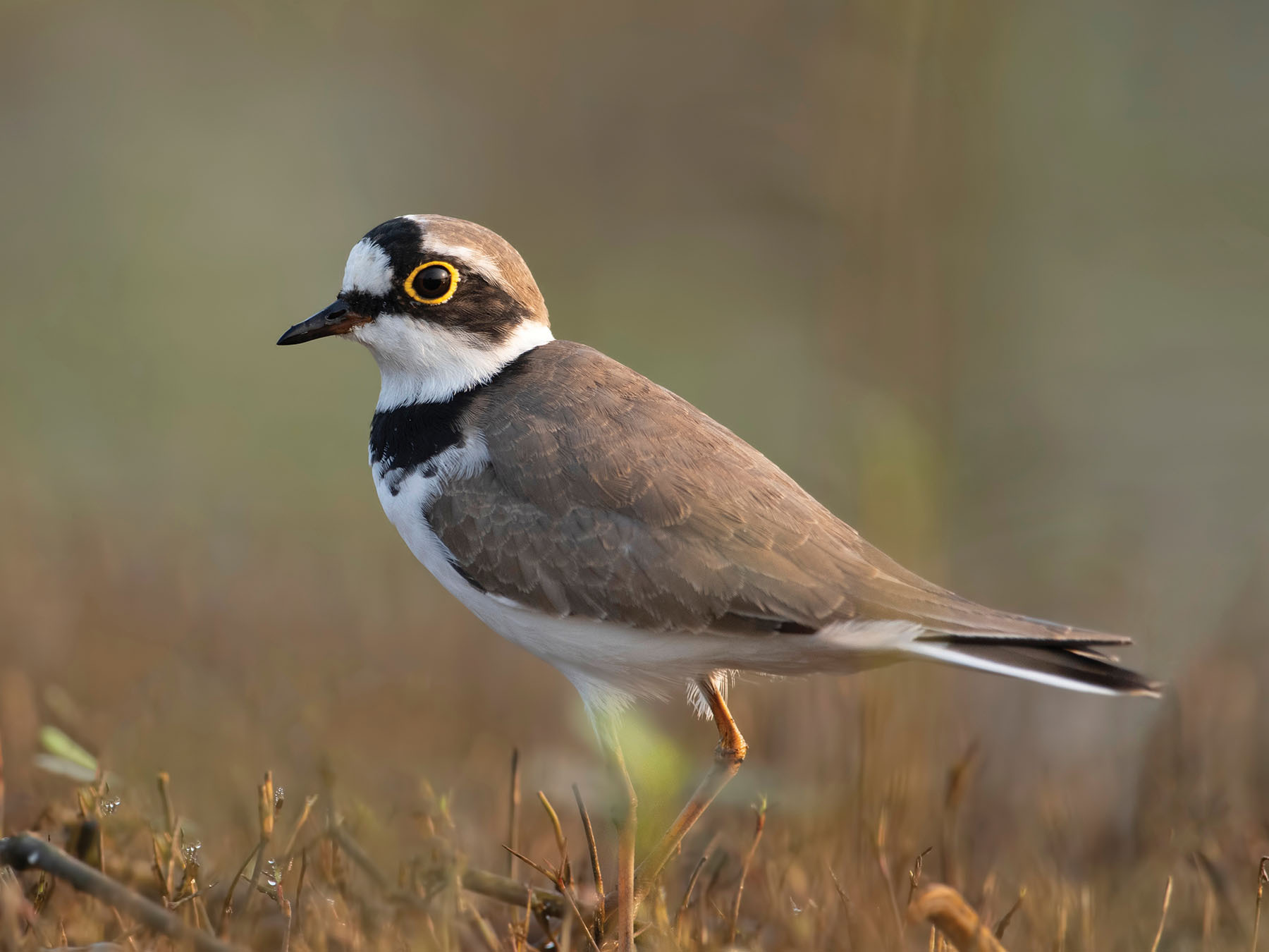 Little Rigned Plover Little Ringed Plover | Birdfact