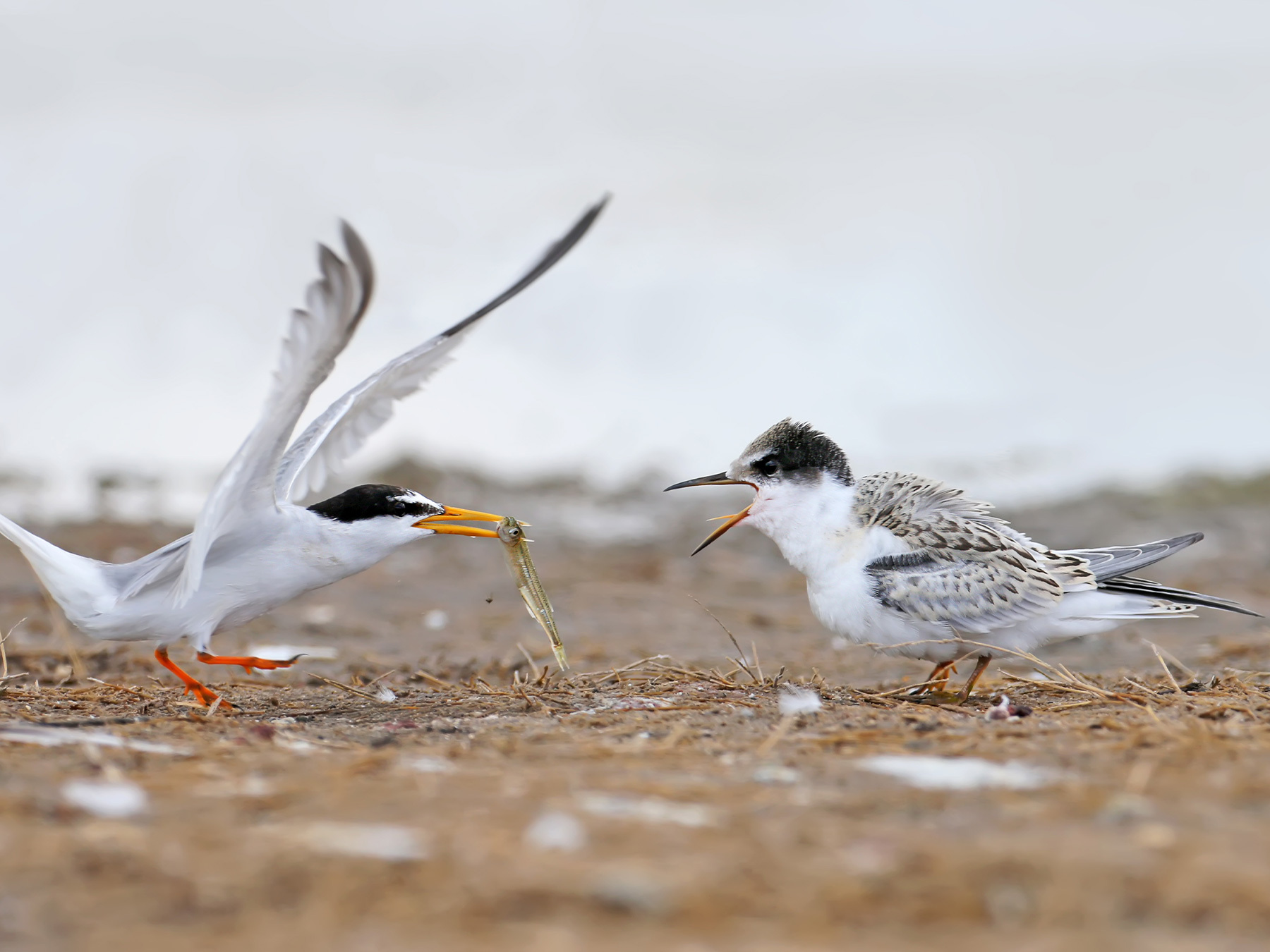 Little Tern Bird Facts (Sternula albifrons) | Birdfact