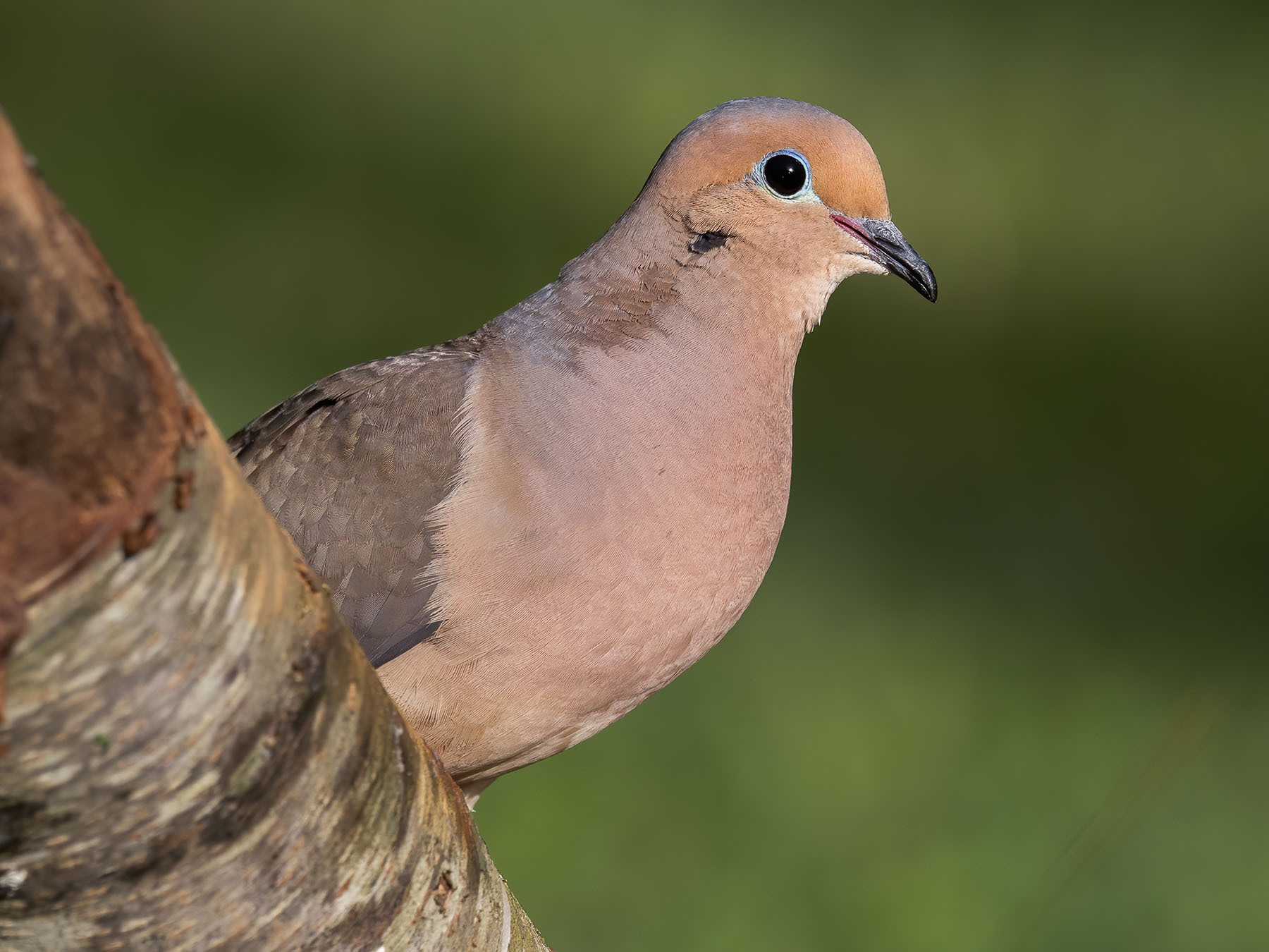 Mourning Dove | Birdfact
