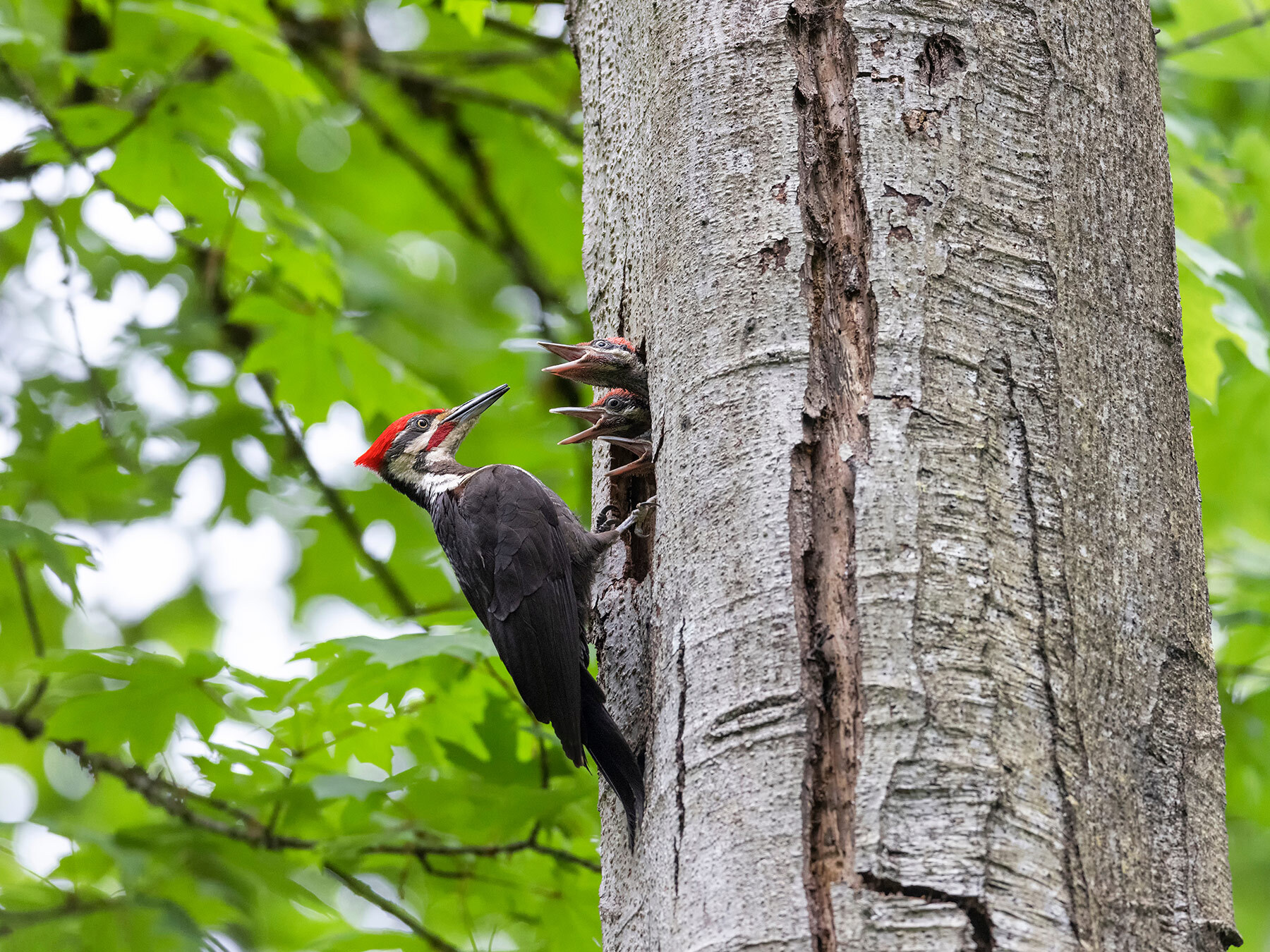 How To Make Woodpecker Nest