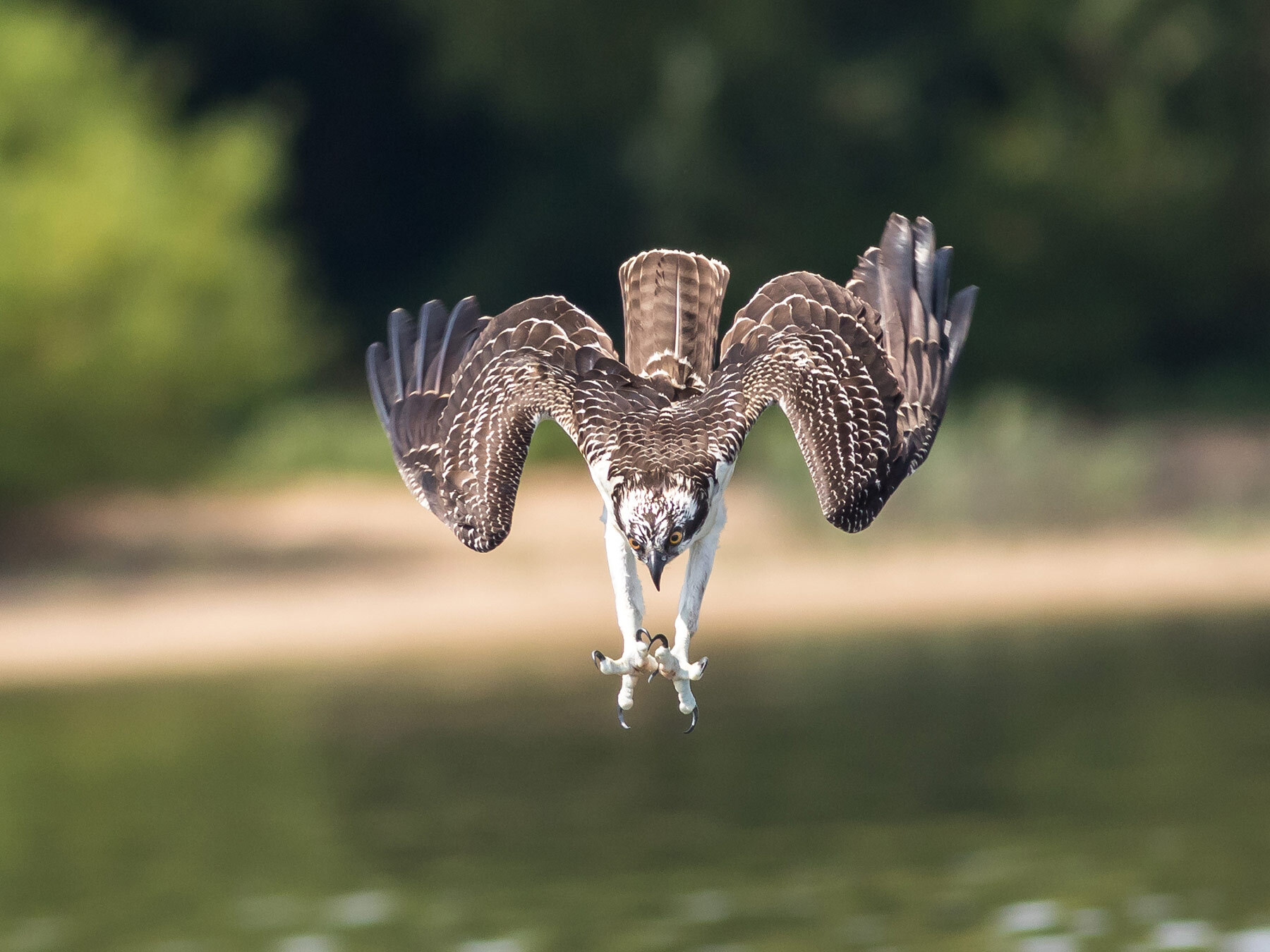 backpacking ospreys following their migration all about birdsall about birds Osprey Migration: A Complete Guide