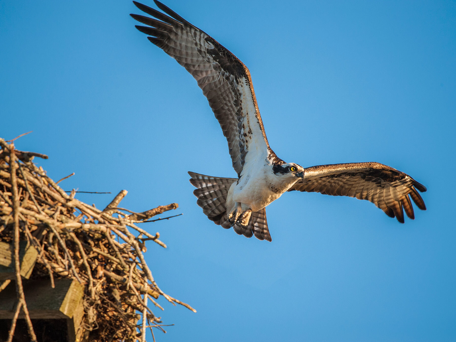 Osprey Migration: A Complete Guide | Birdfact