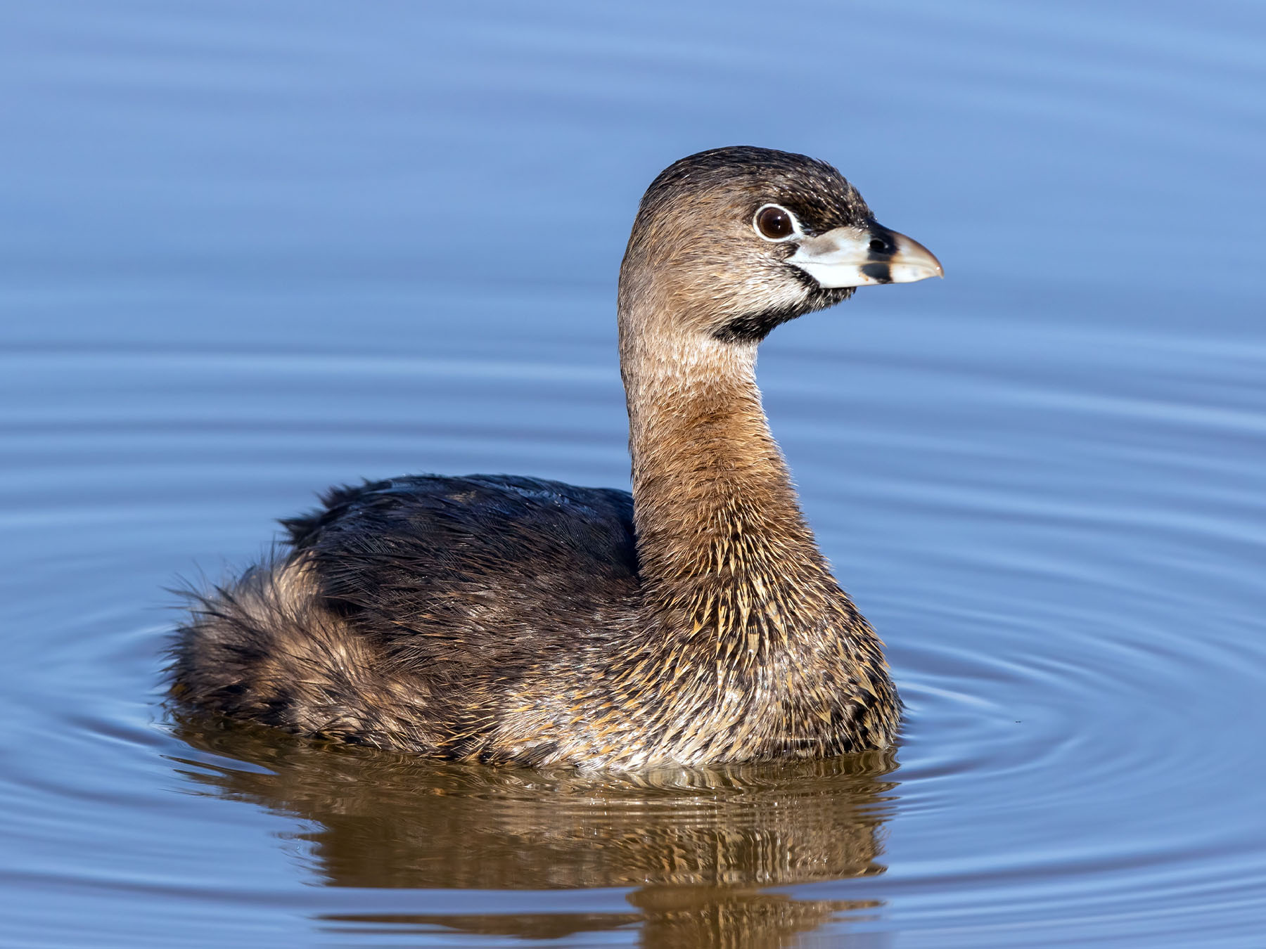 Pied-billed Grebe | Birdfact