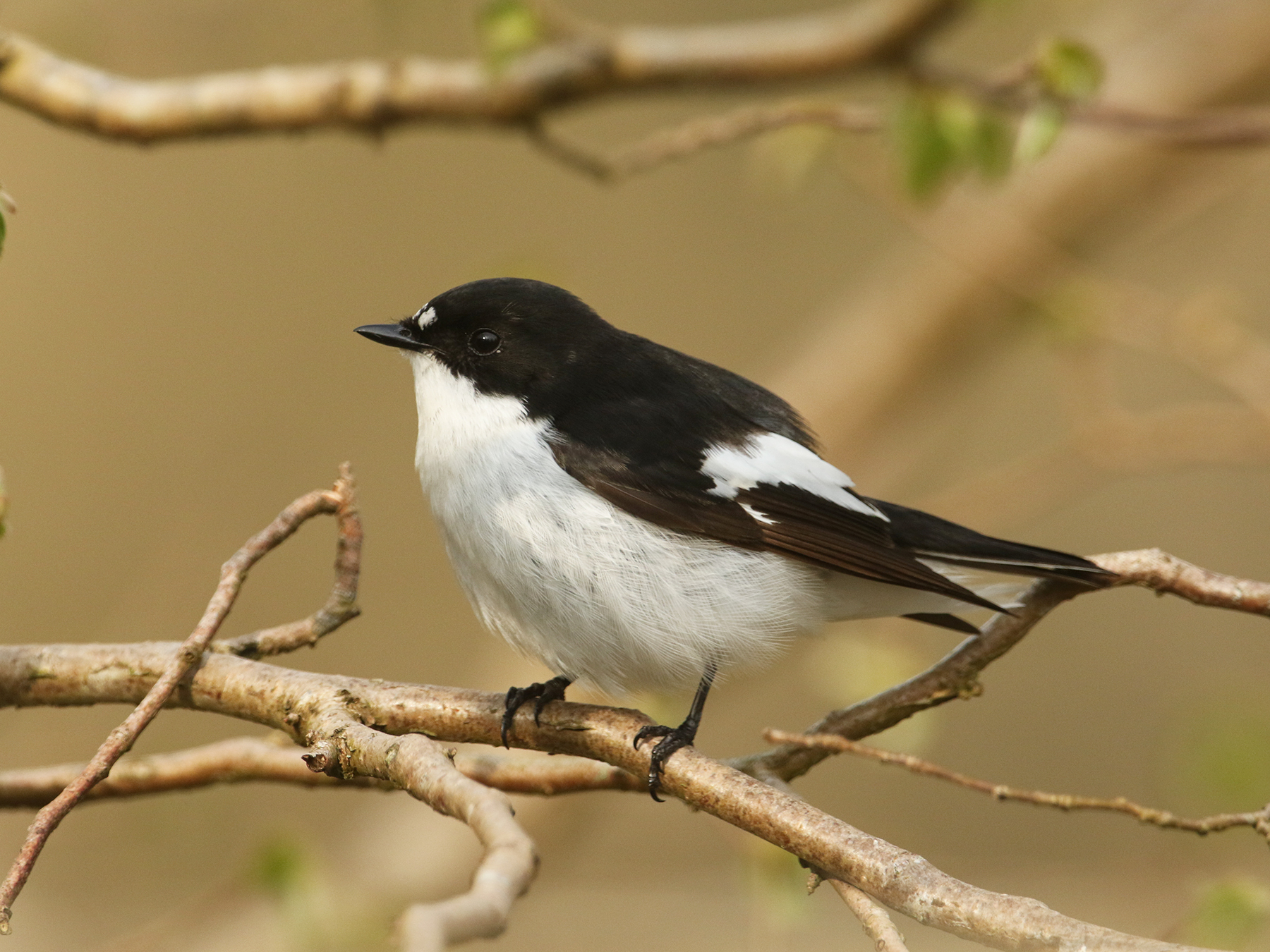 European Pied Flycatcher | Birdfact