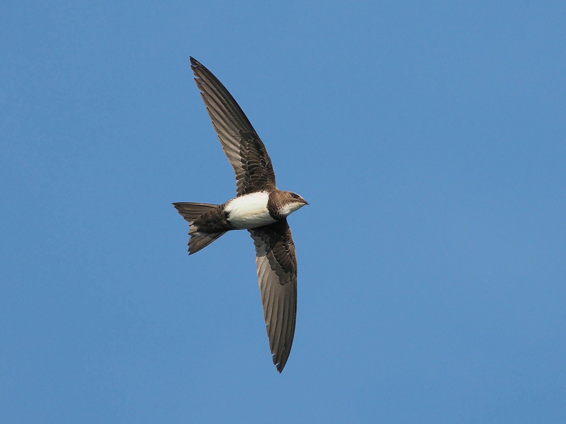 Alpine Swift