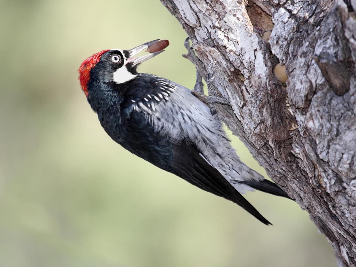 Acorn Woodpecker pushing an acorn in to a tree trunk