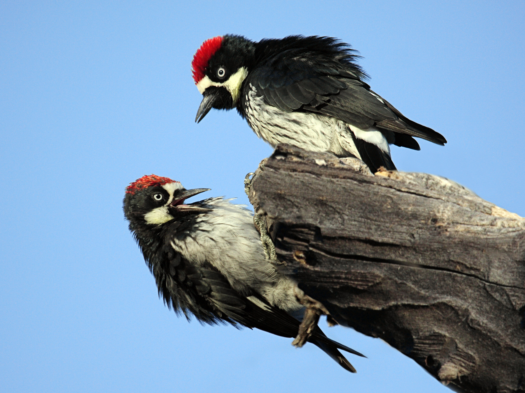 Acorn Woodpecker Bird Facts (Melanerpes formicivorus) Birdfact