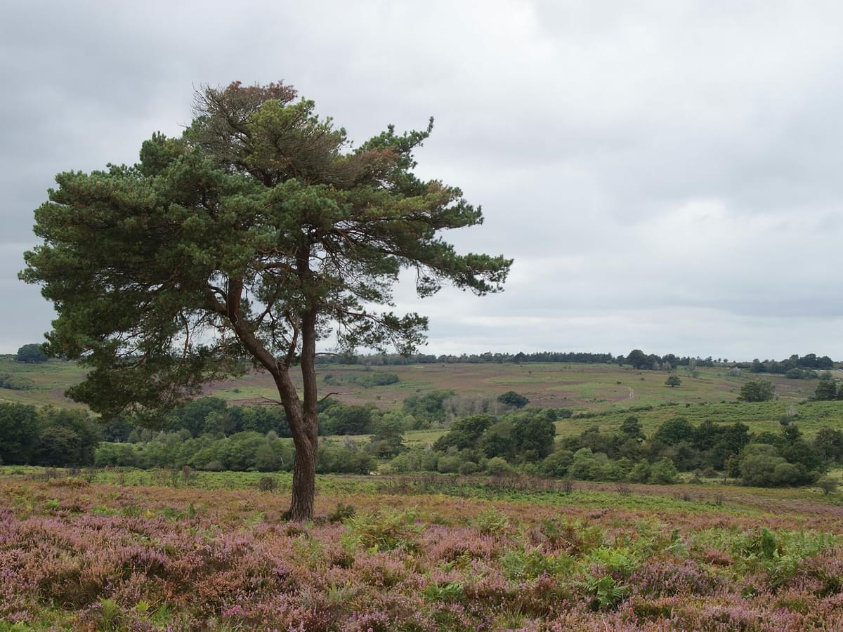 Acres Down (New Forest)