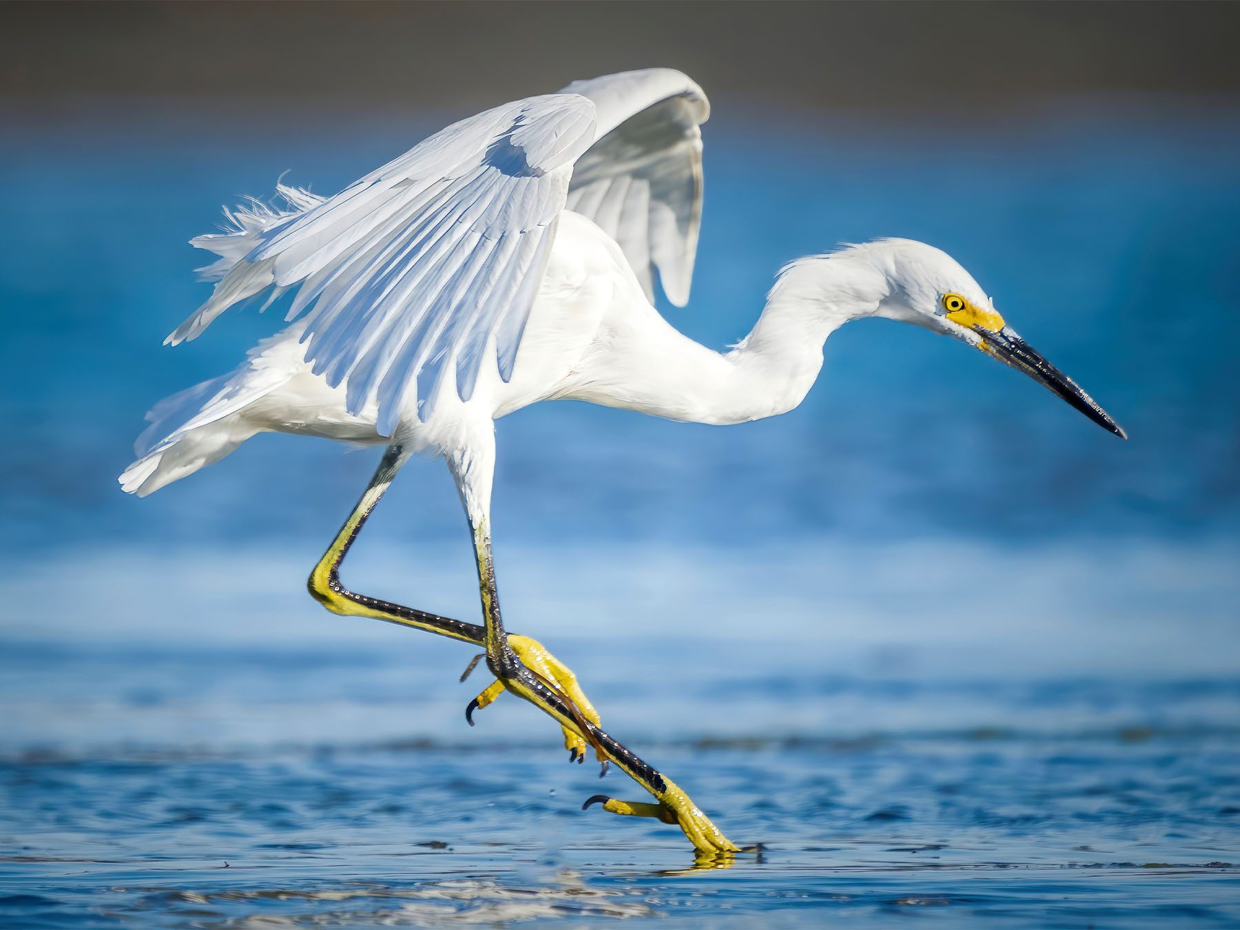 Adaptations of Legs and Feet of Birds