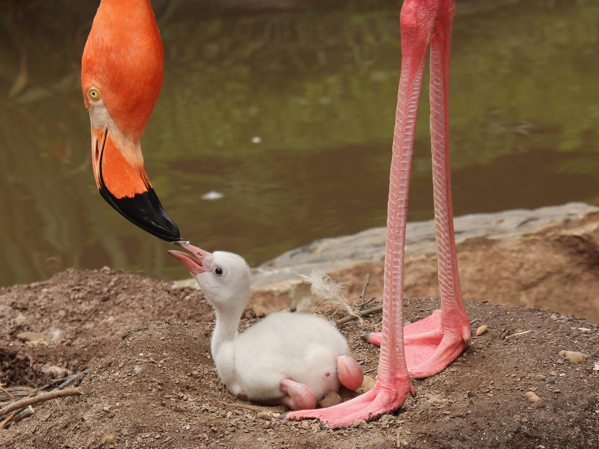 An adult Flamingo feeding their baby crop milk