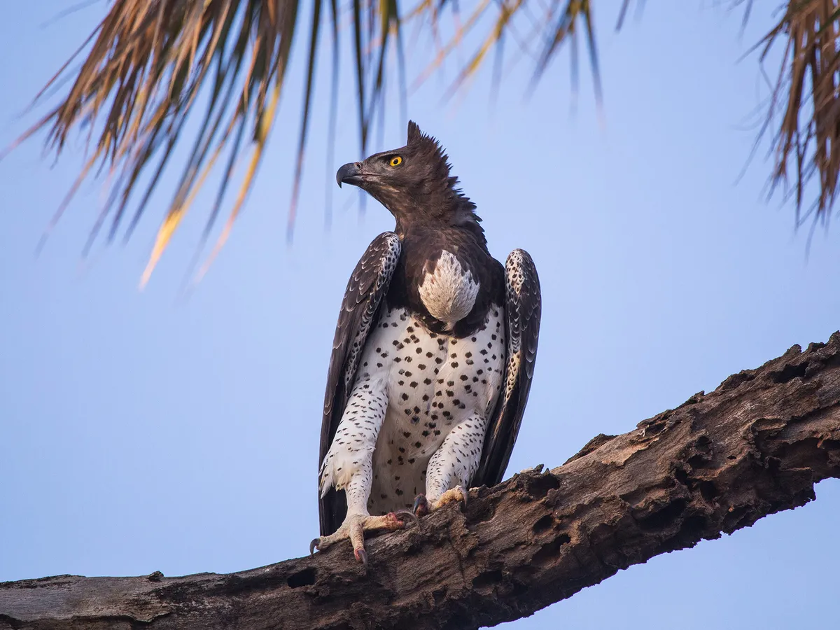 Águila coronada africana, encaramada en un árbol en Kenia