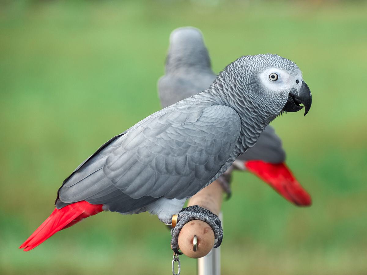 African gray parrots are one of the worlds smartest birds