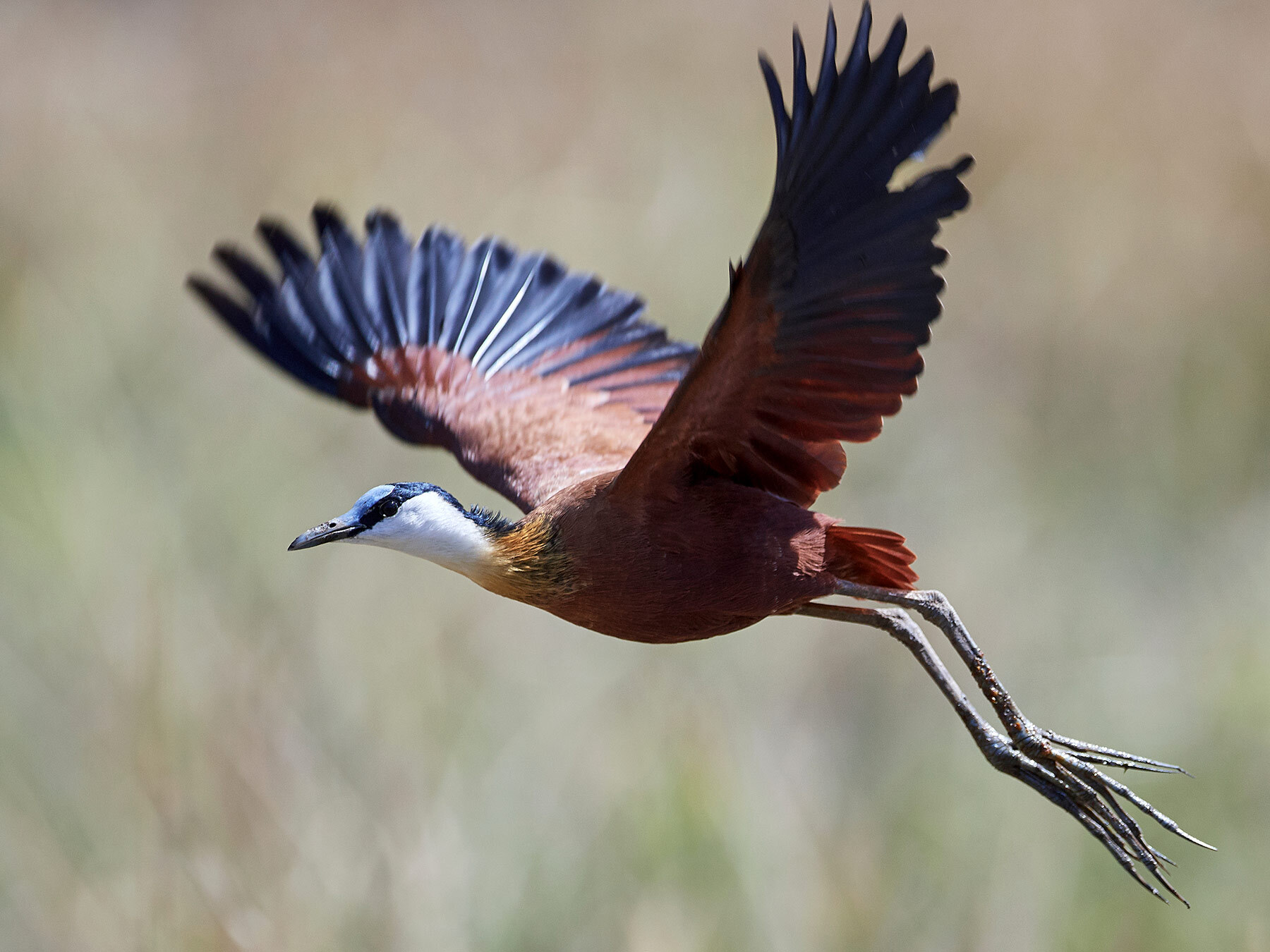 African Jacana in flight