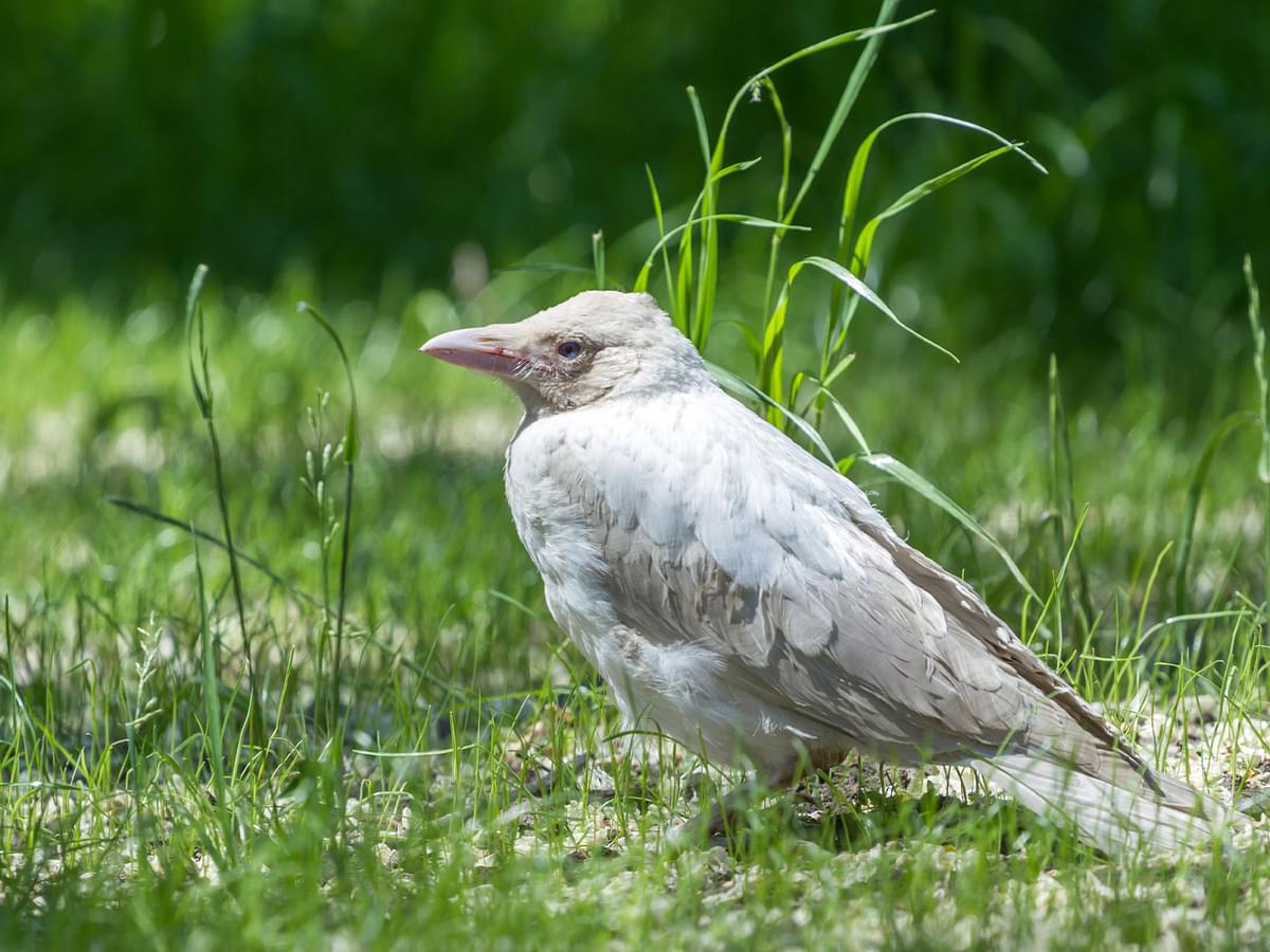Albino Crows: The Mystery Behind Their Snowy White Feathers