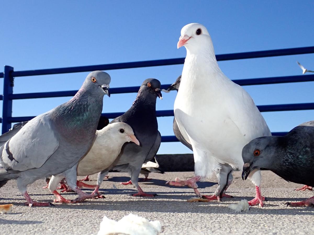 Albino Pigeons: Decoding the Genetics and Behavior of White Feathered Pigeons