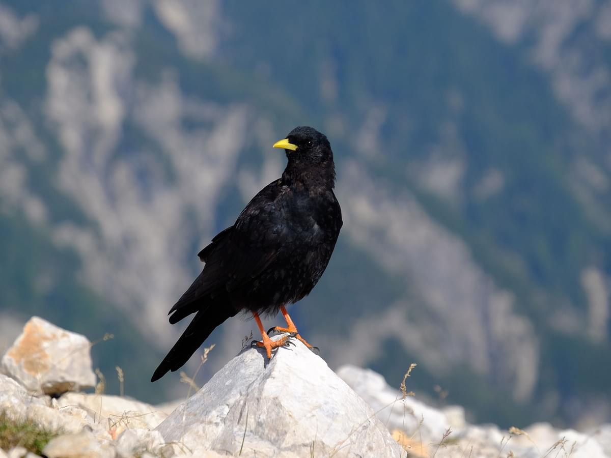 Alpine Chough perched in the mountains
