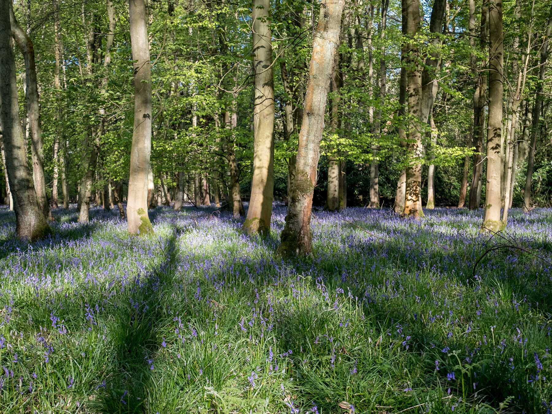 Alpine Meadow Nature Reserve