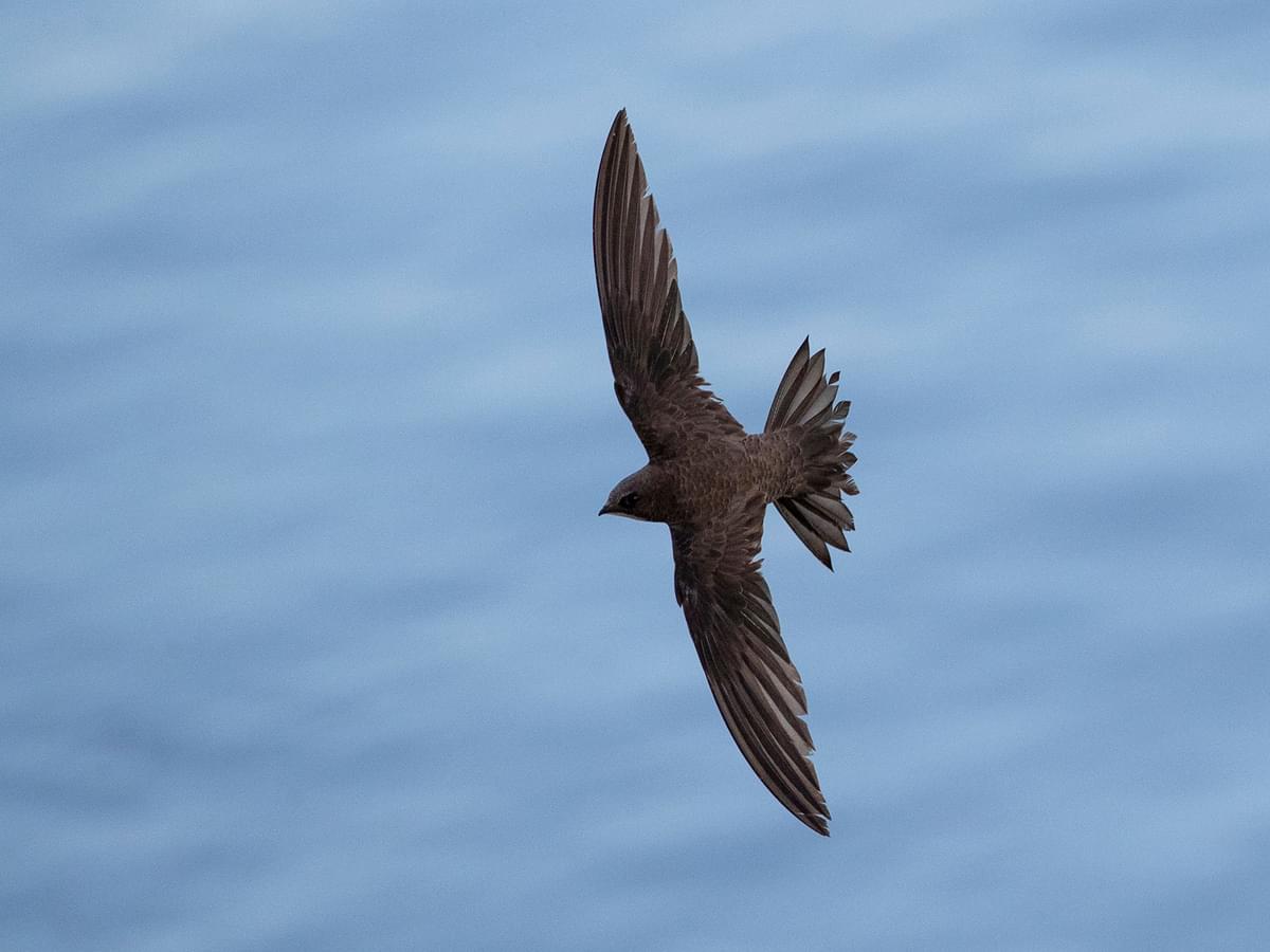 Alpine Swift in flight, from above