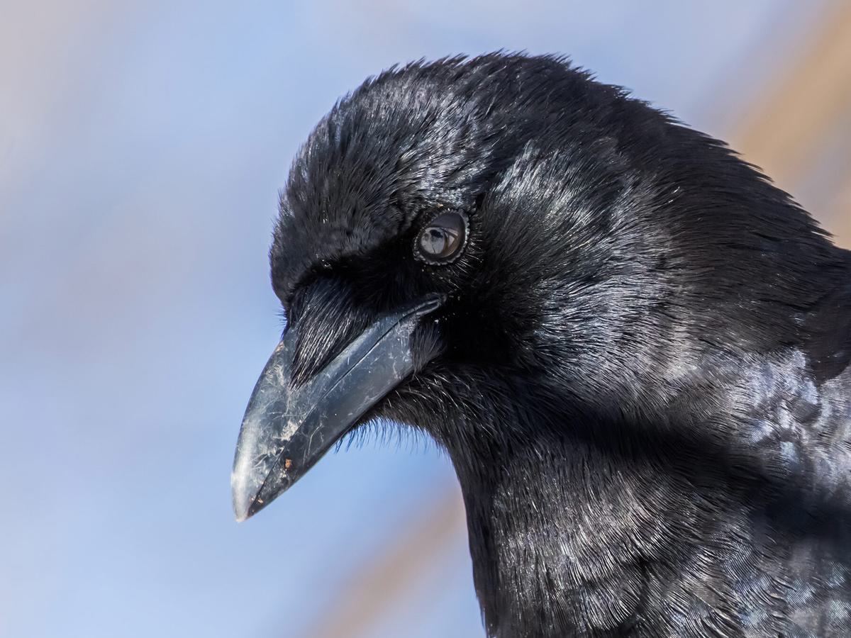 Close up of an American Crow