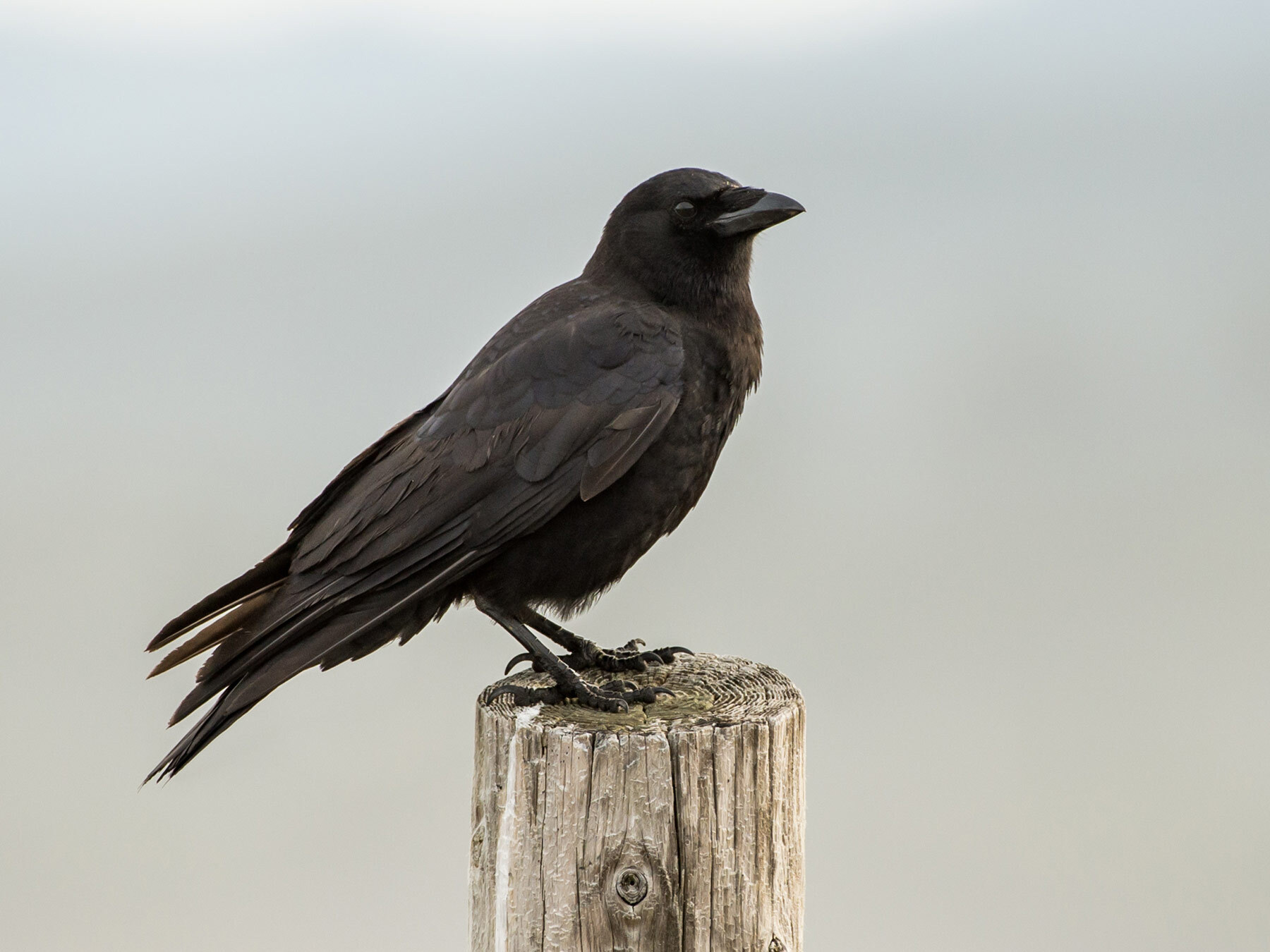 Raven or Crow: How To Easily Tell Them Apart | Birdfact
