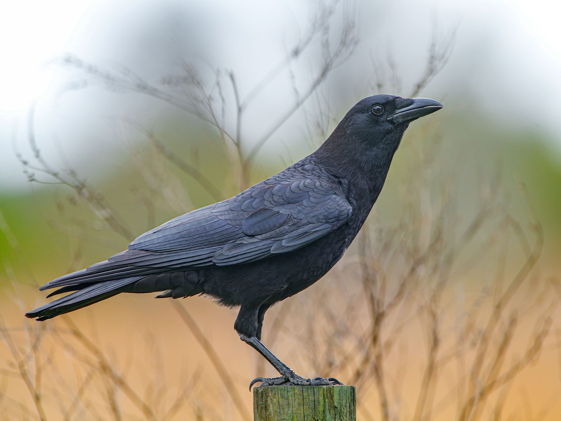 American Crow
