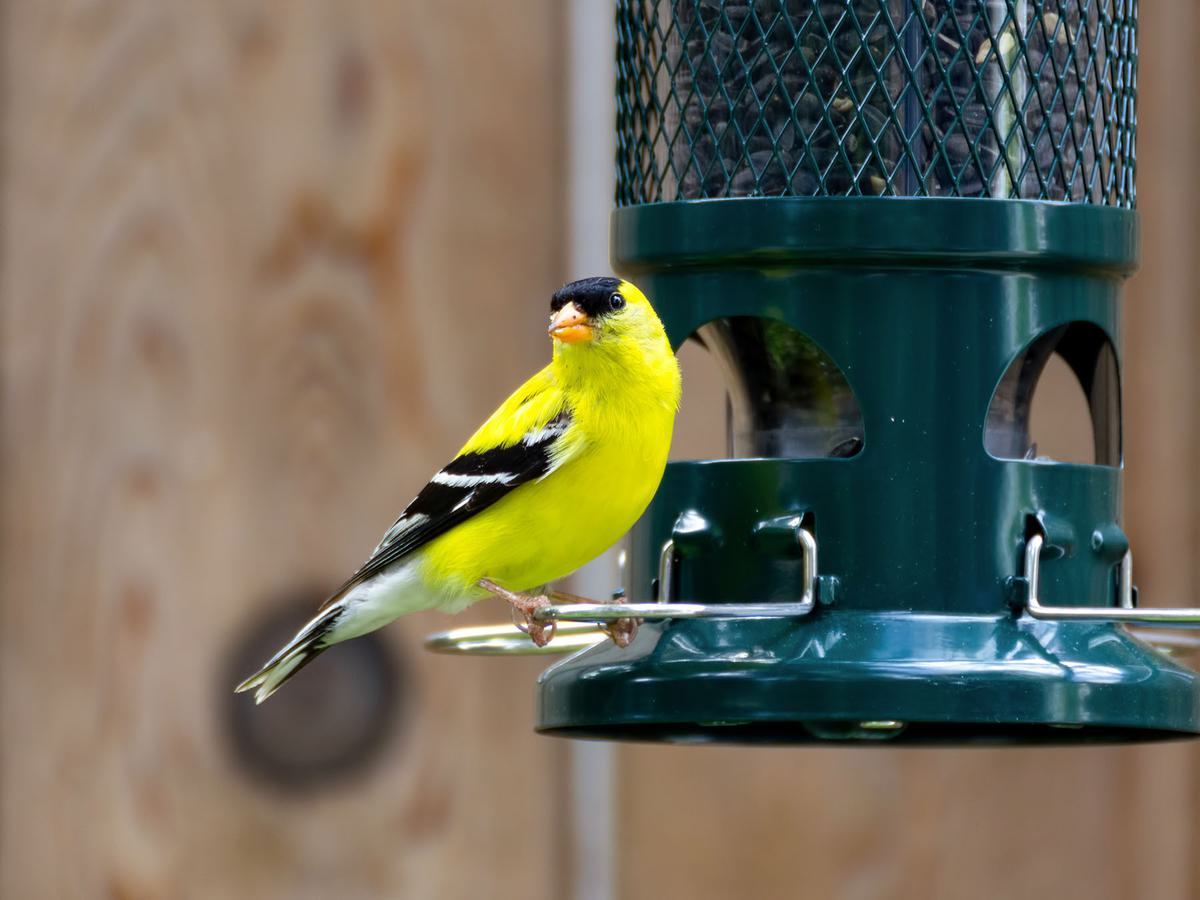 Close up of a male American Goldfinch at a feeder