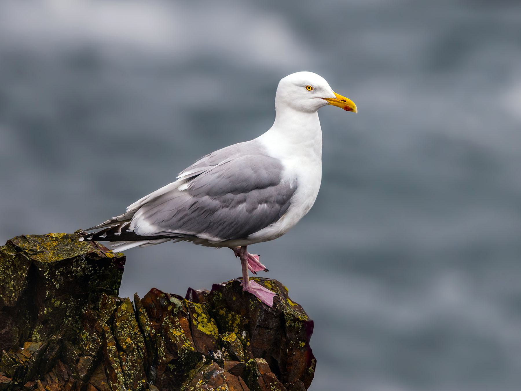 American Herring Gull