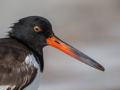 Diversity in Bird Beak Shapes: How Structure Defines… | Birdfact
