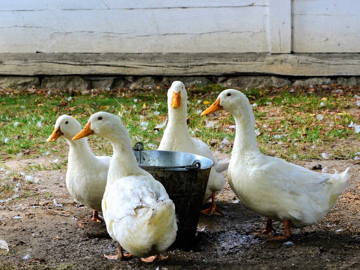 Domestically kept ducks, like the American Pekin Duck, are able to enjoy a longer life