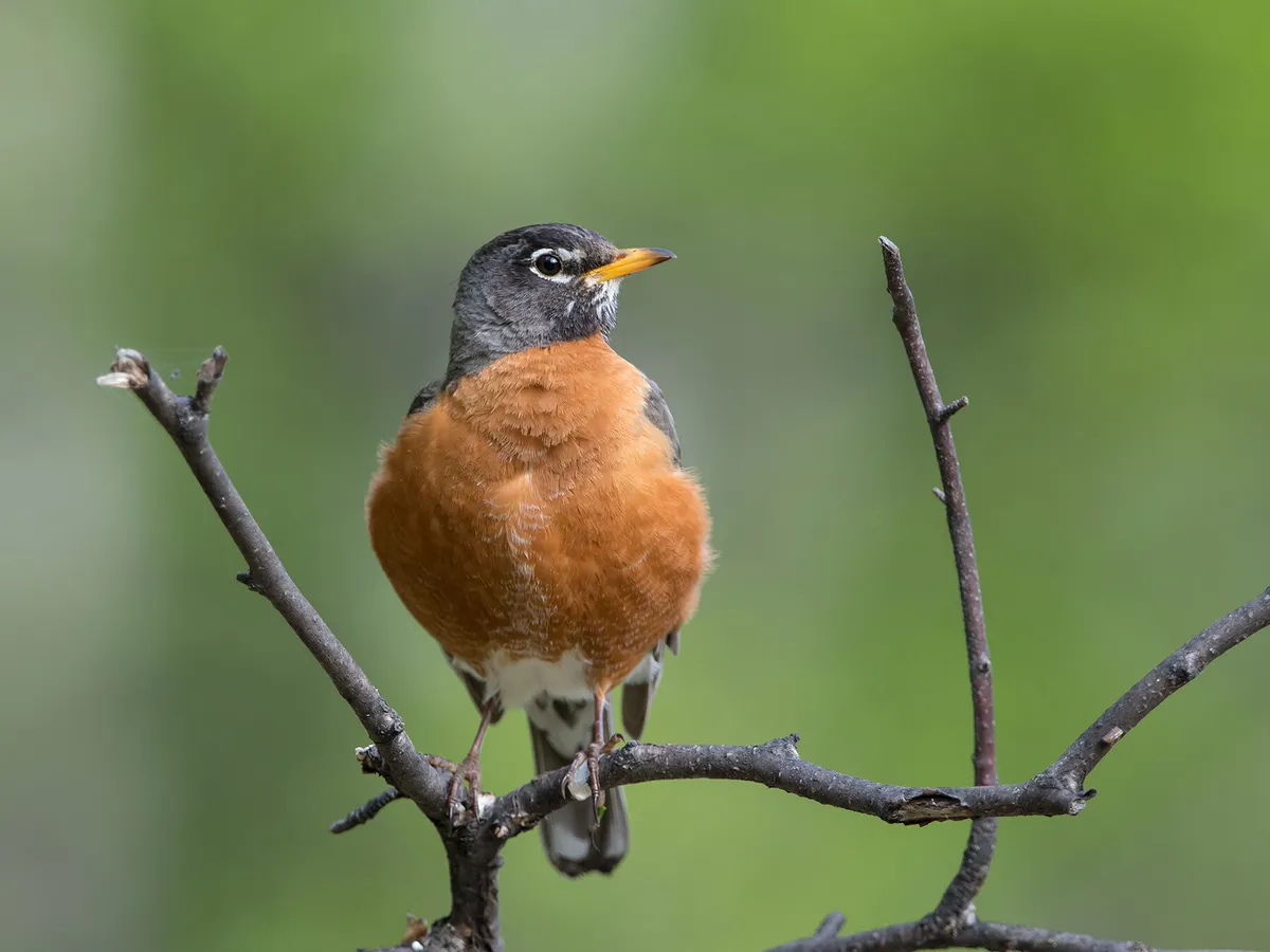 American Robin Nesting (All You Need To Know)