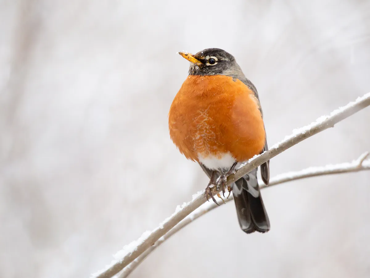 American Robins In Winter (Location, Behavior, Survival + FAQs)