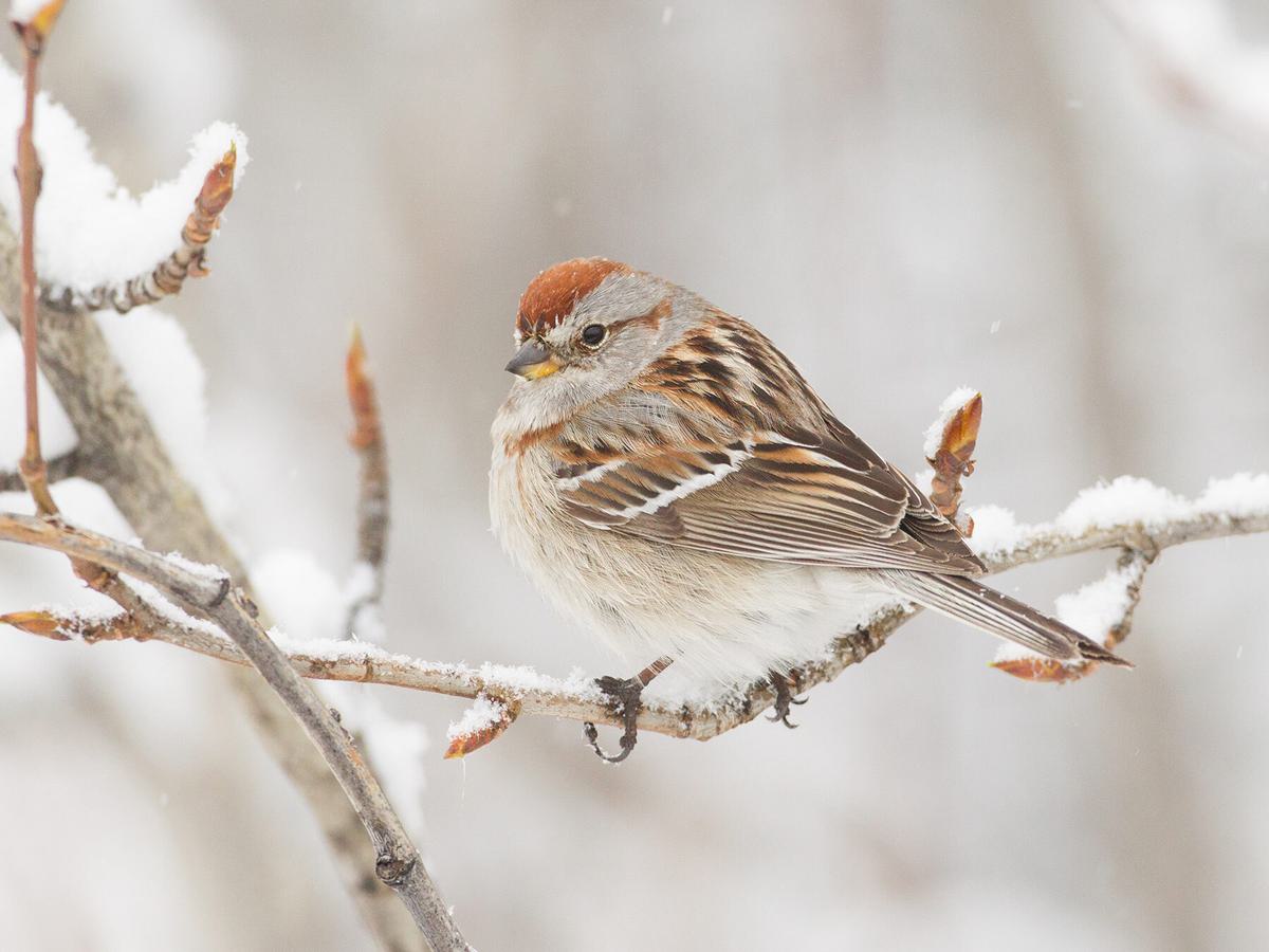 Most American Tree Sparrows (Spizelloides arborea) are migratory